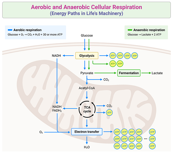 aerobic-and-anaerobic-cellular-respiration-energy-paths-in-lifes-machinery-blog-image