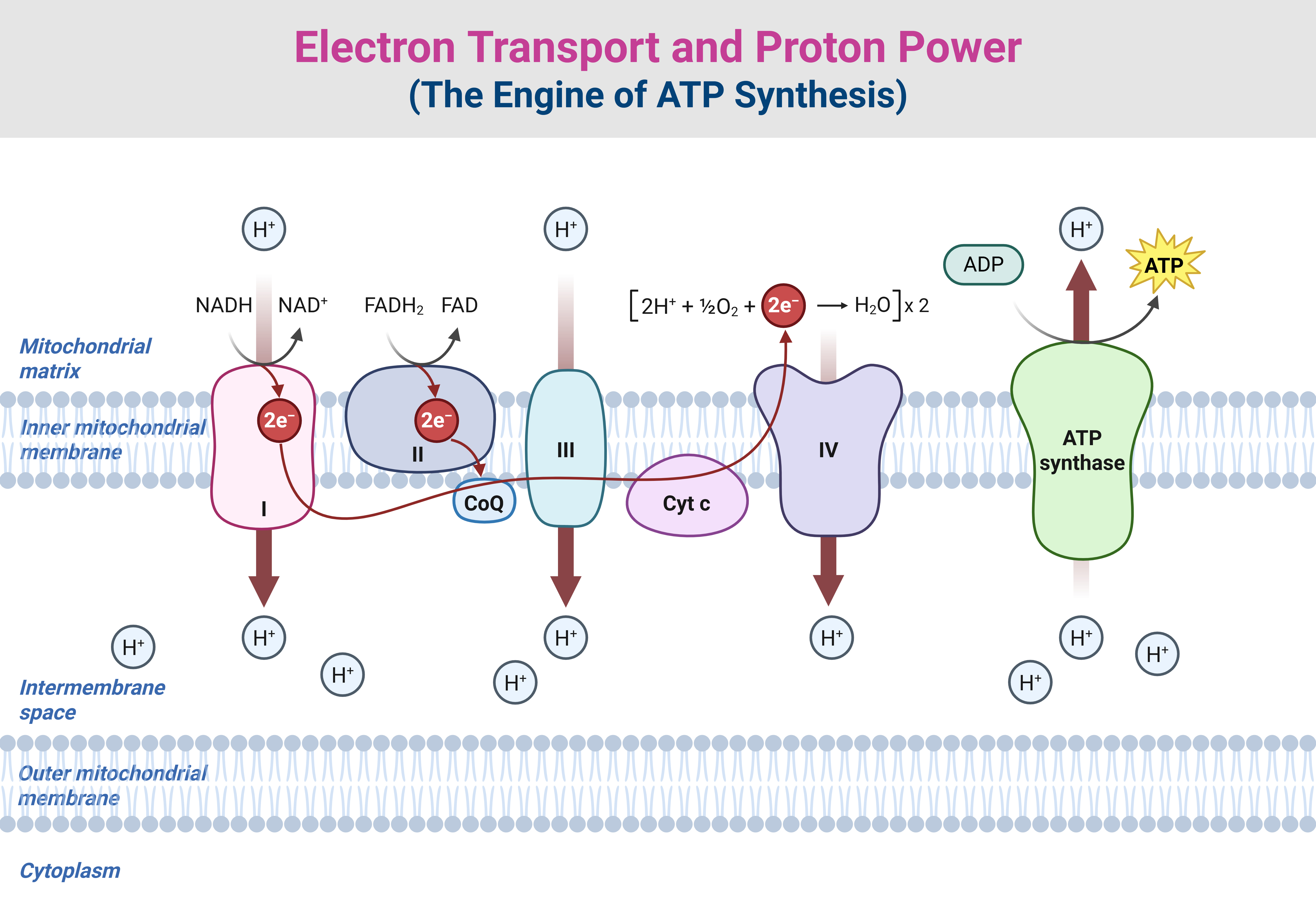 Electron Transport and Proton Power - The Engine of ATP Synthesis