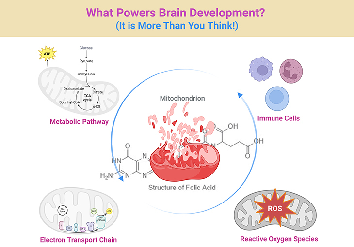 What Powers Brain Development - It is More Than You Think!