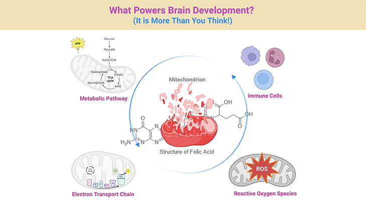 What Powers Brain Development - It is More Than You Think!
