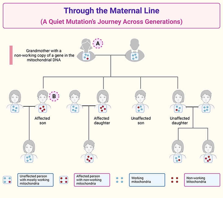 through-the-maternal-line-a-quiet-mutations-journey-across-generations Mitochondrial DNA maternal inheritance pedigree showing transmission of a mitochondrial gene variant across generations. The figure demonstrates how a grandmother carrying heteroplasmic mtDNA can pass mitochondrial variants to children, while differences in mutant mitochondrial load determine whether individuals are unaffected, mildly affected, or clinically affected.