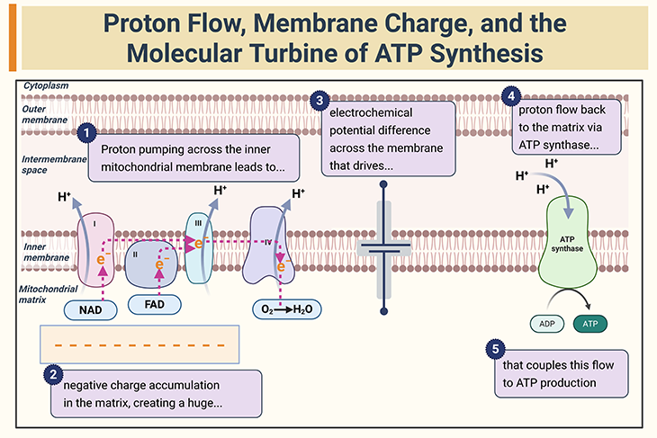 Diagram of mitochondrial ATP production showing how electron transport pumps protons into the intermembrane space, creating a proton and electrical gradient across the inner mitochondrial membrane. Protons then flow back into the negatively charged matrix through ATP synthase, which uses this flow to produce ATP. Oxygen accepts electrons at the end of the respiratory chain and is reduced to water.