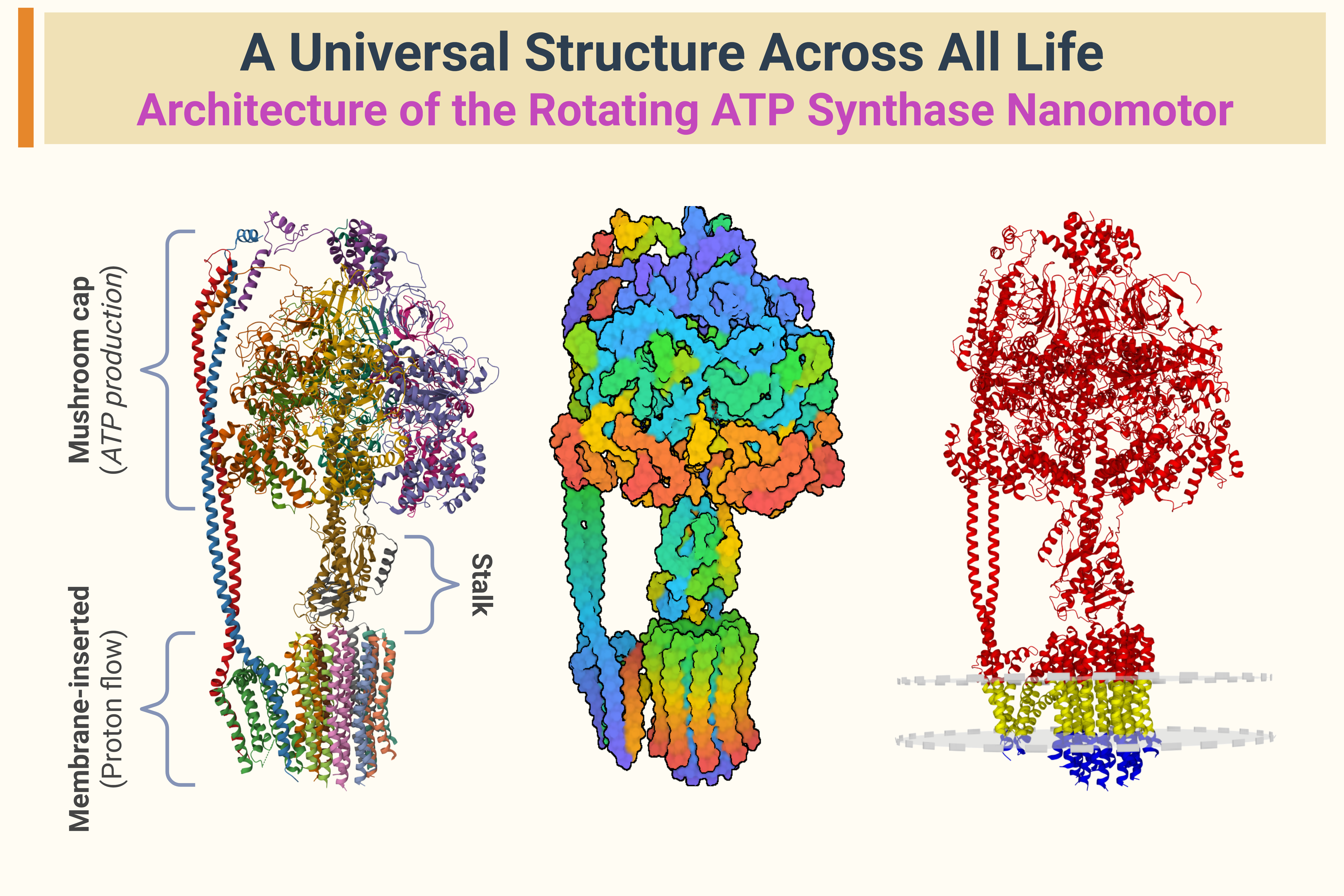 ATP synthase molecular structure showing the membrane-bound proton channel, rotating central stalk, and catalytic region where ATP is generated.