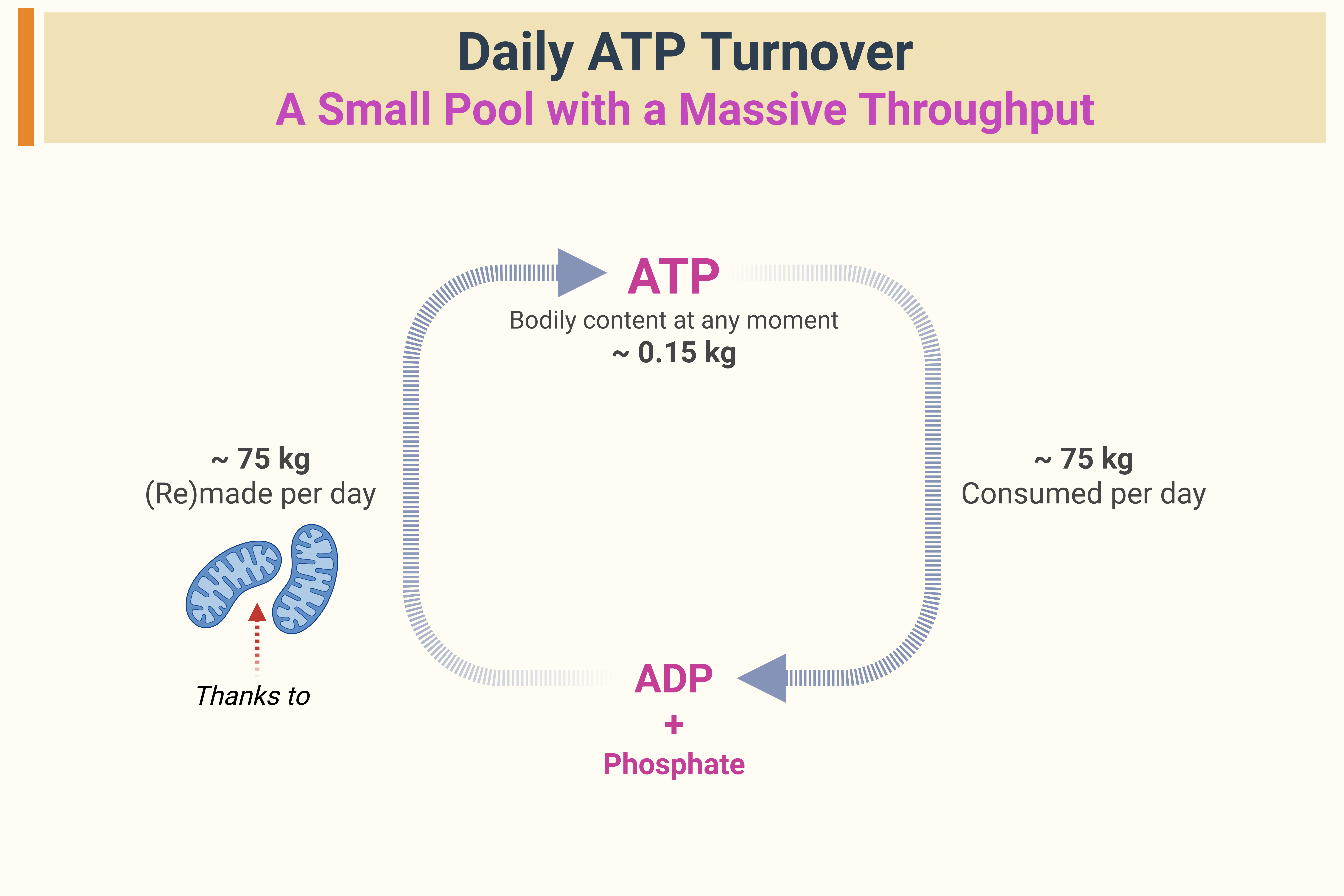 Diagram illustrating daily ATP turnover, showing the small ATP pool being continuously recycled to meet the body's high energy demands.