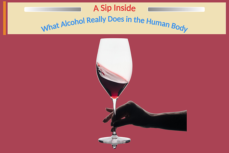 How alcohol moves through the body and affects metabolism, energy production, and health.
