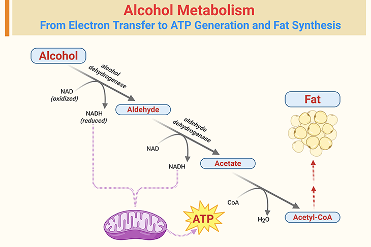 alcohol-metabolism-from-electron-transfer-to-atp-generation-and-fat-synthesis Diagram of alcohol metabolism showing the conversion of ethanol to acetaldehyde, acetate, and acetyl-CoA for energy production and fat synthesis.