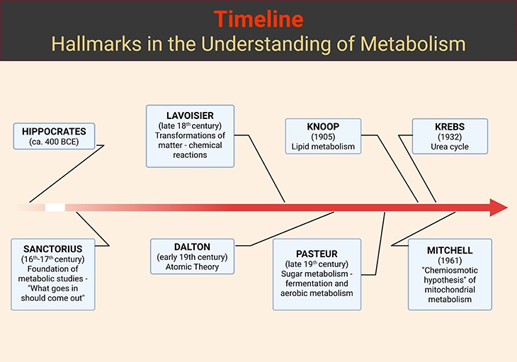 hallmarks-in-the-understanding-of-metabolism Timeline of key milestones in the discovery of metabolism, from Hippocrates and Santorio Sanctorius to Lavoisier, Dalton, Pasteur, Knoop, Krebs, and Mitchell, highlighting advances in metabolic balance, respiration, fermentation, lipid breakdown, the urea cycle, and cellular energy production.