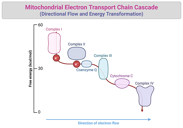 Mitochondrial Electron Transport Chain Cascade - Directional Flow and Energy Transformation