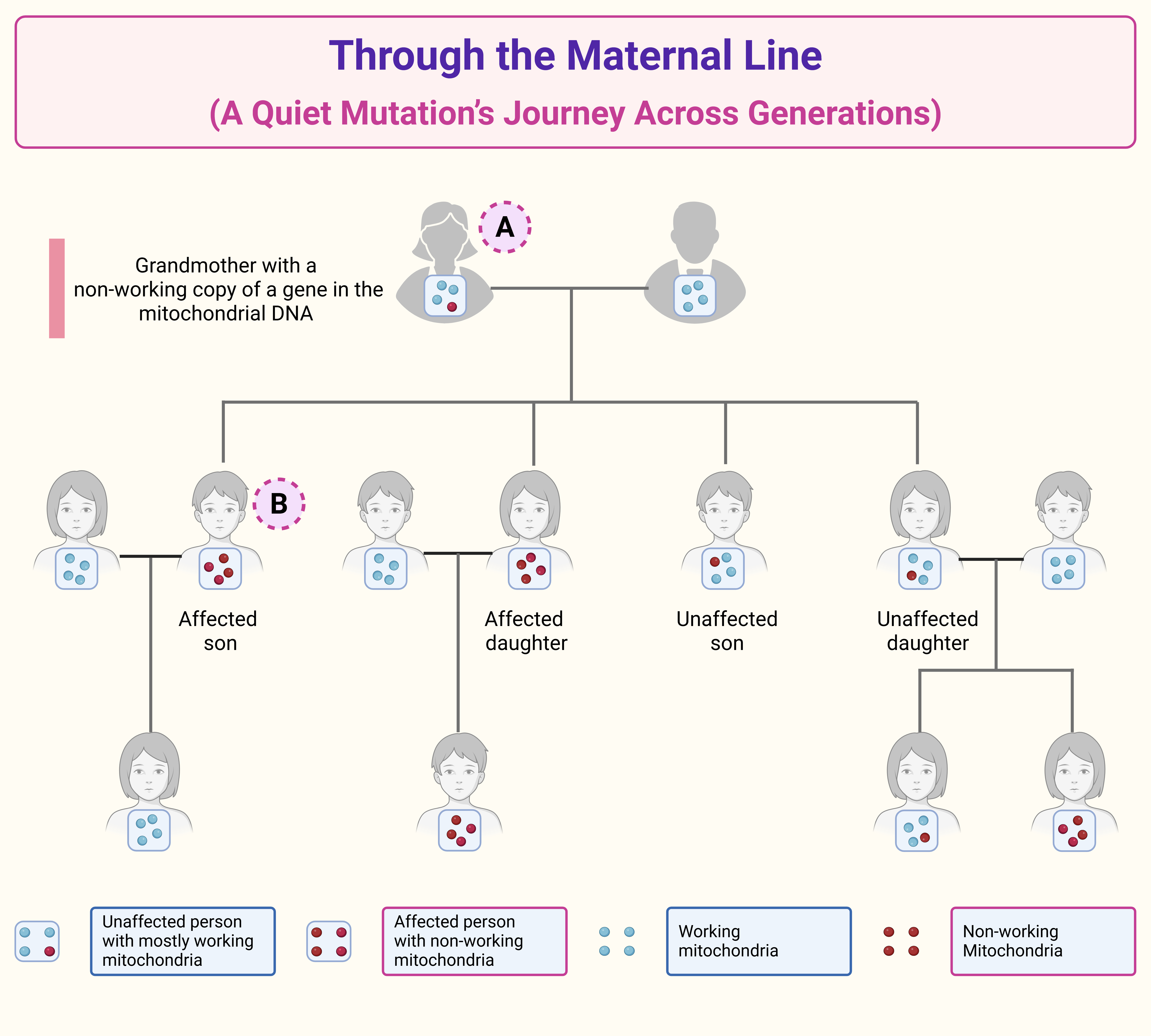 through-the-maternal-line-a-quiet-mutations-journey-across-generations Mitochondrial DNA maternal inheritance pedigree showing transmission of a mitochondrial gene variant across generations. The figure demonstrates how a grandmother carrying heteroplasmic mtDNA can pass mitochondrial variants to children, while differences in mutant mitochondrial load determine whether individuals are unaffected, mildly affected, or clinically affected.