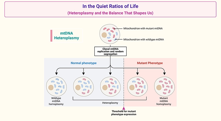 Mitochondrial DNA heteroplasmy showing the balance between normal and mutant mtDNA within cells, where varying levels of mutant mitochondrial DNA influence ATP production, cellular energy function, tissue vulnerability, and the severity of mitochondrial disorders through the threshold effect.