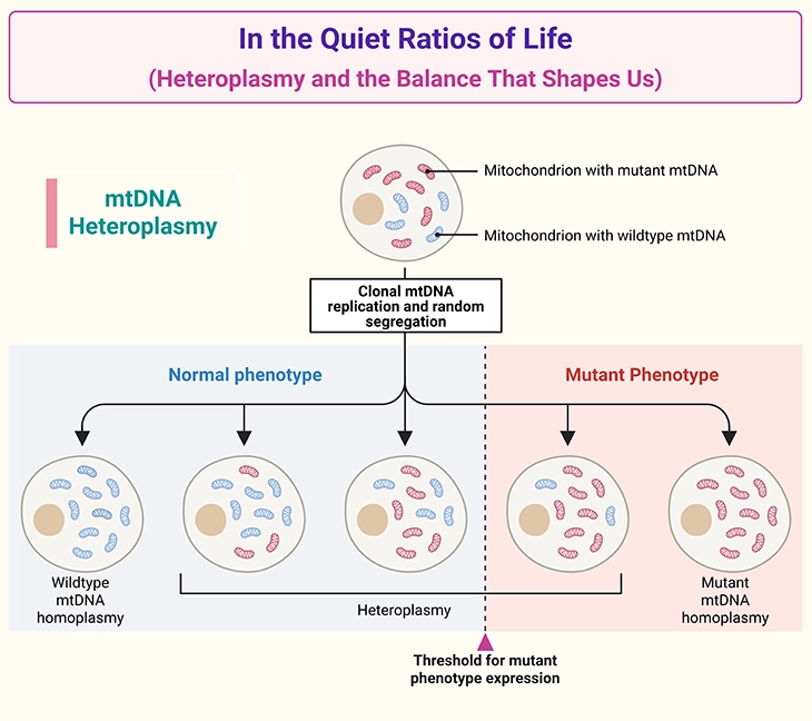 in-the-quiet-ratios-of-life-heteroplasmy-and-the-balance-that-shapes-us Mitochondrial DNA heteroplasmy showing the balance between normal and mutant mtDNA within cells, where varying levels of mutant mitochondrial DNA influence ATP production, cellular energy function, tissue vulnerability, and the severity of mitochondrial disorders through the threshold effect.
