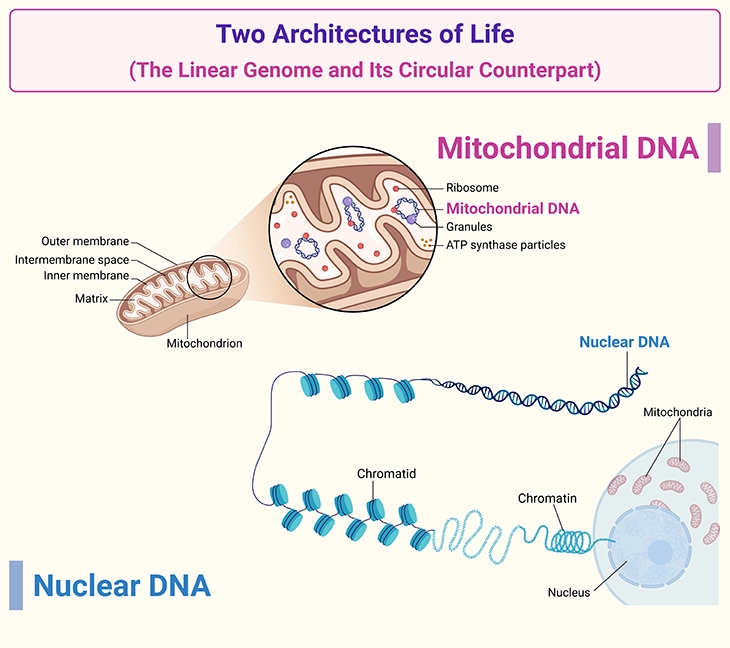 two-architectures-of-life-the-linear-genome-and-its-circular-counterpart Comparison of nuclear DNA and mitochondrial DNA genome structures showing the linear chromosome-based nuclear genome and the circular mitochondrial genome. The illustration highlights the dual genetic architecture of human cells, including mitochondrial DNA inheritance, genome organization, and the role of both genomes in maintaining cellular energy production.