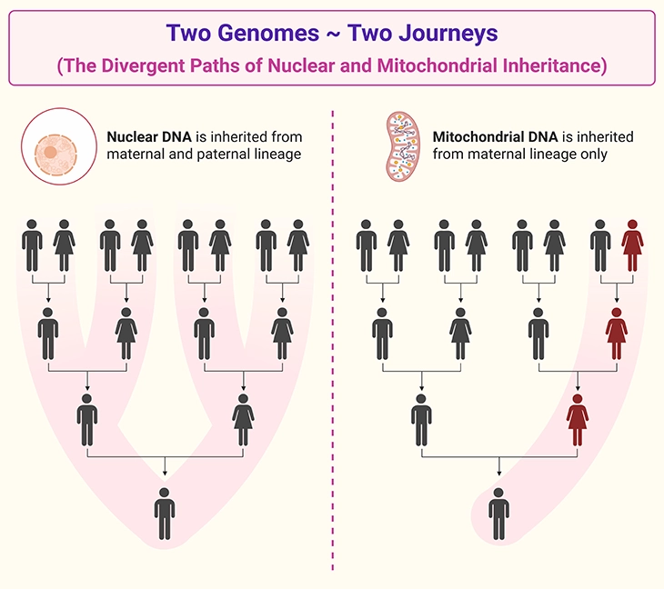 two-genomes-two-journeys-the-divergent-paths-of-nuclear-and-mitochondrial-inheritance