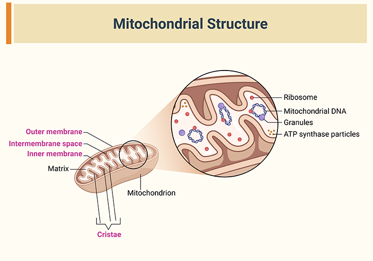 mitochondrial-structure Illustration of a mitochondrion showing its outer membrane, inner membrane, intermembrane space, matrix, and folded inner-membrane structures called cristae. The numerous cristae increase the membrane surface area available for cellular energy production and ATP synthesis.