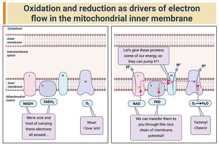oxidation-and-reduction-as-drivers-of-electron-flow-in-the-mitochondrial-inner-membrane Diagram showing electrons transferred from NAD and FAD through protein complexes in the mitochondrial inner membrane to oxygen, which is reduced to form water. The released energy pumps protons into the intermembrane space, creating an electrochemical gradient that drives ATP synthesis.