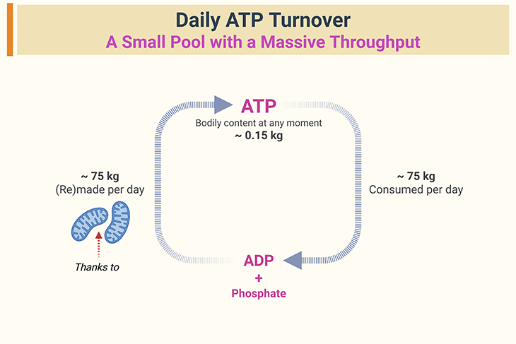 daily-atp-turnover-a-small-pool-with-a-massive-throughput Diagram illustrating daily ATP turnover, showing the small ATP pool being continuously recycled to meet the body's high energy demands.