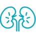 Kidney