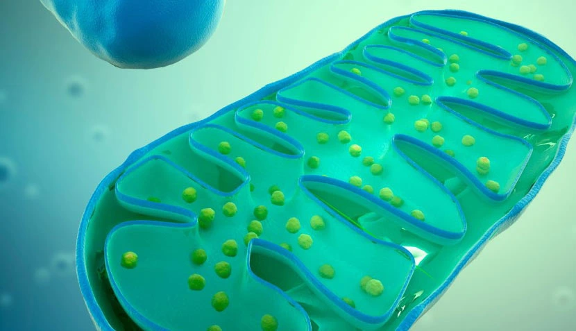 The Mitochondria - Master of Cellular Energy
